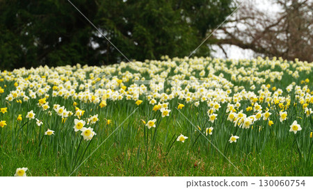 Daffodils bloom in a vibrant field during springtime, creating a picturesque landscape 130060754
