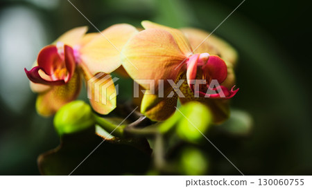 Beautiful orchids blooming in a lush garden during springtime display vibrant colors and delicate petals 130060755