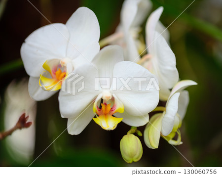 Elegant white orchids bloom gracefully in a lush garden setting during the spring afternoon light 130060756