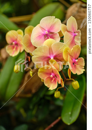 Colorful orchids blooming in a tropical garden during early spring showcase their delicate beauty and vibrant colors 130060757