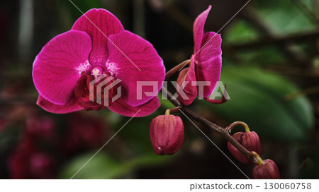 Bright pink orchid blooms with green foliage in a tropical garden during afternoon light Bright pink orchid blooms with green foliage in a tropical garden during afternoon light 130060758