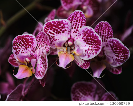 Vibrant purple and pink orchids blossom in a lush garden setting during a sunny day in spring Vibrant purple and pink orchids blossom in a lush garden setting during a sunny day in spring 130060759