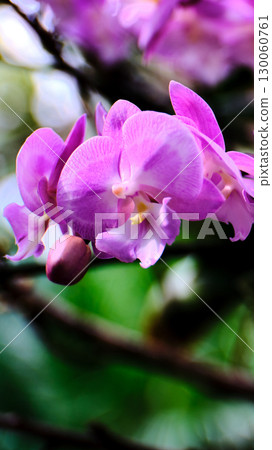 Beautiful pink orchids blooming in a lush garden during the sunny afternoon 130060761