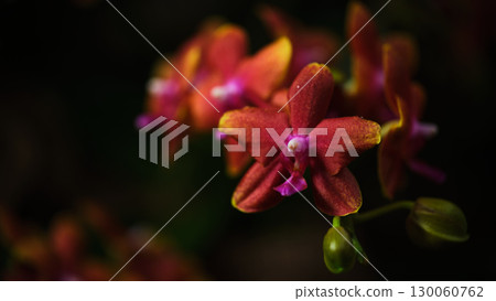 Beautiful red-orange orchids blooming in a lush garden during the afternoon light showcases nature's vibrant colors 130060762