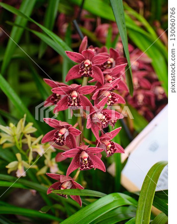 Orchids bloom vibrantly in a lush garden during the afternoon in early spring, showcasing diverse colors and intricate details 130060766