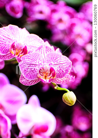 Colorful orchids bloom in a tropical garden showcasing vibrant pink and purple petals in sunlight 130060769