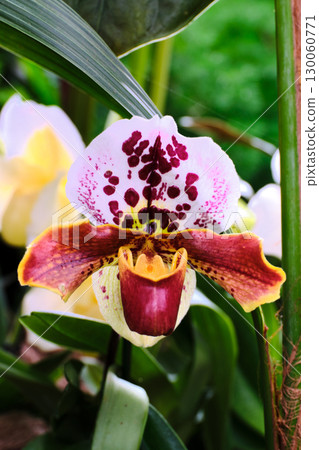 Unique orchid variety blooms in vibrant colors at a botanical garden during early spring 130060771