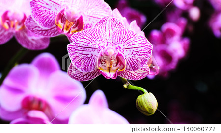 Vibrant pink orchids bloom gracefully in a lush garden showcasing nature's beauty and delicate designs 130060772