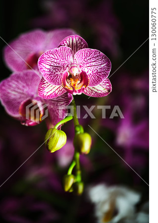 Vibrant orchid blooms showcasing intricate patterns in a lush garden setting during springtime 130060775