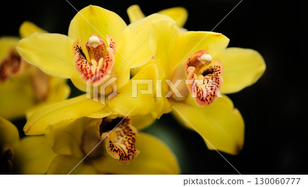 Yellow orchids bloom beautifully in a vibrant garden setting on a sunny day 130060777