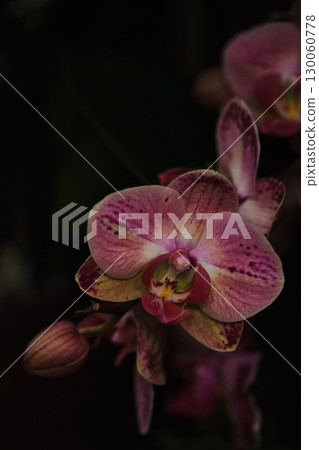 Vibrant purple and yellow orchid blooms elegantly in a tranquil setting during the evening hours 130060778