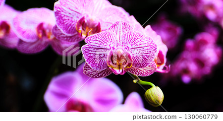 Vibrant purple orchids in full bloom showcasing intricate patterns and delicate beauty in a lush garden setting 130060779