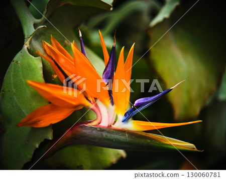 Vibrant bird of paradise flower amidst lush green foliage under soft sunlight 130060781