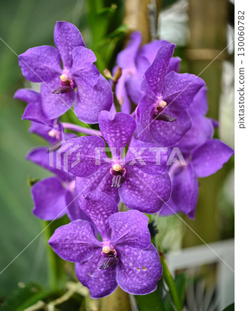 Vibrant purple orchids bloom in a lush garden during sunny afternoon hours showcasing natural beauty and elegance 130060782