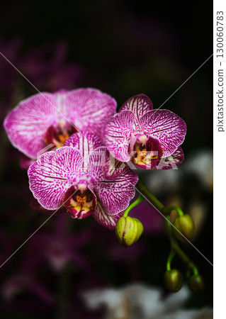 Vibrant purple orchids with intricate patterns blooming against a dark background in a lush garden setting 130060783