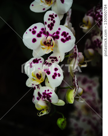 Beautiful white orchids with purple spots bloom in a dark garden setting during evening hours Beautiful white orchids with purple spots bloom in a dark garden setting during evening hours 130060784