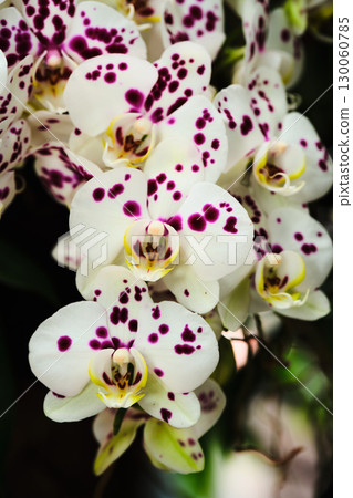 Elegant orchids with white petals and purple spots bloom in a vibrant garden during springtime 130060785