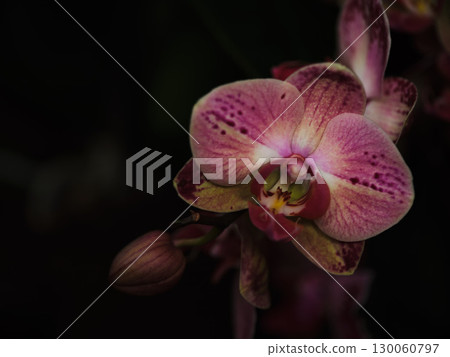 Delicate pink orchid captured in a lush garden during early evening light showcasing intricate details and vibrant colors 130060797
