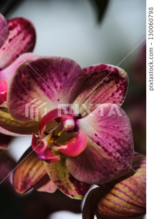 Beautiful pink and purple orchid blooms showcasing intricate details in a botanical garden during the spring season 130060798