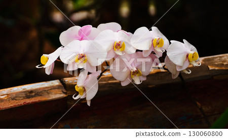 Orchid blooms display delicate beauty in lush garden setting during warm afternoon light 130060800