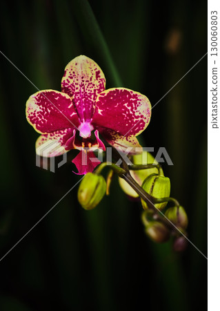 Delicate pink and yellow orchid blooms gracefully in a lush green setting during midday under soft sunlight 130060803