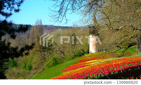 Colorful tulip field under a clear blue sky near a historical tower in springtime landscape 130060820