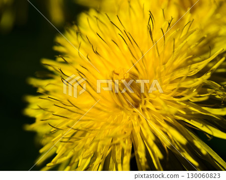 Bright yellow dandelion flower blooms in spring sunlight showcasing intricate details of petals Bright yellow dandelion flower blooms in spring sunlight showcasing intricate details of petals 130060823