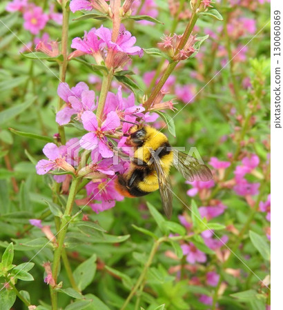 A male bumblebee sucking nectar from a Lythrum salicaria flower A male bumblebee sucking nectar from a Lythrum salicaria flower 130060869