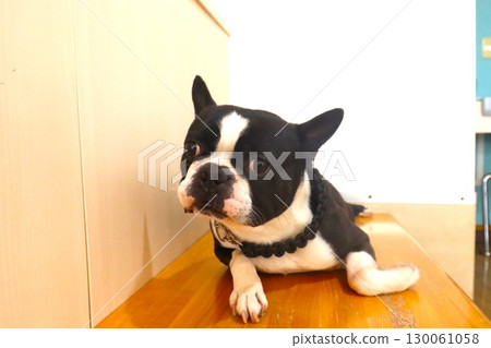Mighty the Boston Terrier lies down on the bench and gazes cutely. Mighty the Boston Terrier lies down on the bench and gazes cutely. 130061058