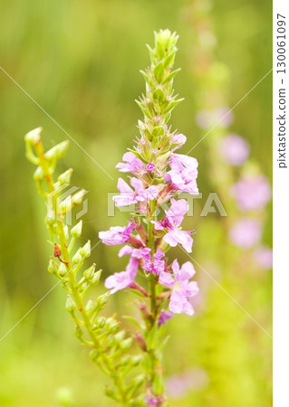 Pink flowers of Lythrum salicaria Pink flowers of Lythrum salicaria 130061097