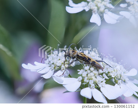 Longhorn beetle perching on the flower of Orrea Longhorn beetle perching on the flower of Orrea 130061152