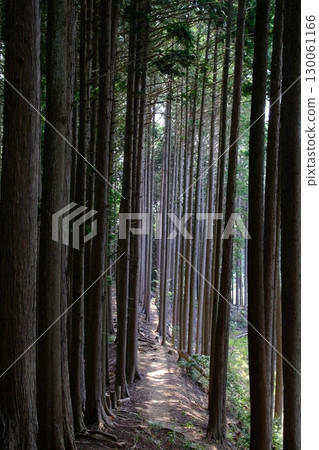 一條通往杉林深處的小路 一條通往杉林深處的小路 130061166