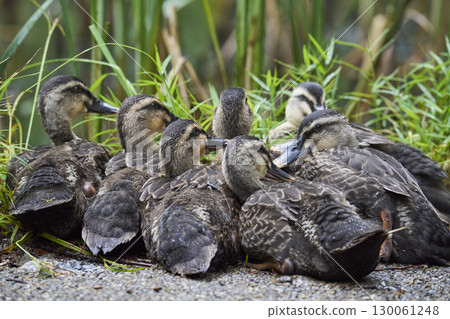 Spot-billed ducklings huddled together Spot-billed ducklings huddled together 130061248