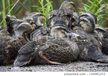 Spot-billed ducklings huddled together 130061252