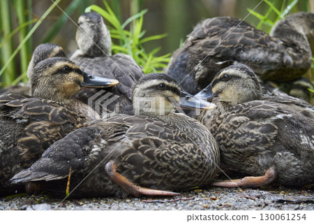 擠在一起的斑嘴鴨幼崽 130061254