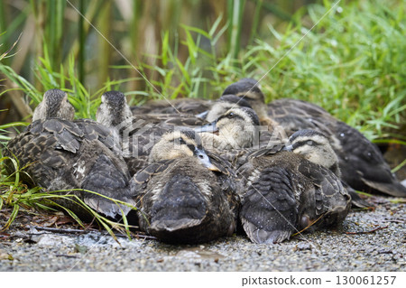 Spot-billed ducklings huddled together 130061257