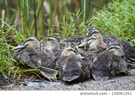 擠在一起的斑嘴鴨幼崽 130061261