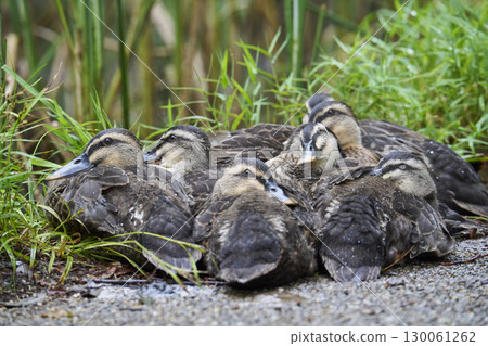 Spot-billed ducklings huddled together 130061262