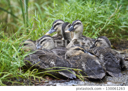 Spot-billed ducklings huddled together 130061263
