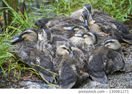Spot-billed ducklings huddled together 130061271