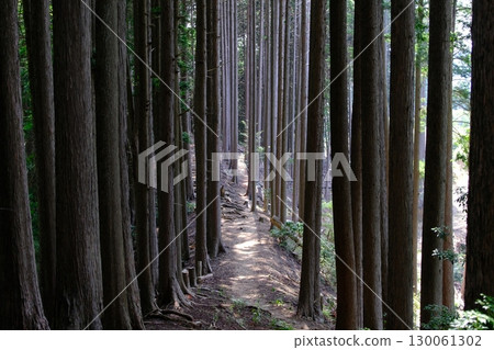 Forest path seen through the trees Forest path seen through the trees 130061302