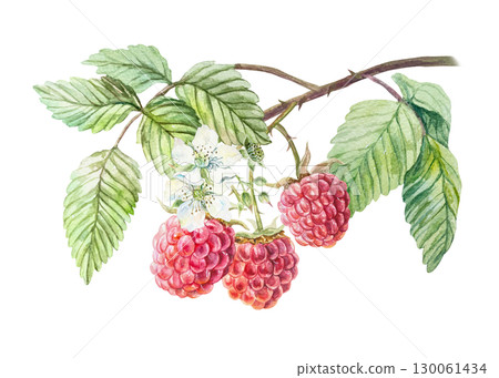 Raspberry watercolor. Branch with ripe and fresh red berries, green leaves, white flowers. Hand drawn illustration isolated. Botanical clip art for jam, drink and cosmetic label design. Raspberry watercolor. Branch with ripe and fresh red berries, green leaves, white flowers. Hand drawn illustration isolated. Botanical clip art for jam, drink and cosmetic label design. 130061434