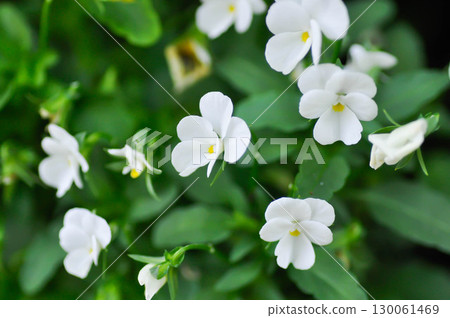 Pansies, Pansy or Viola or Viola cornuta or Viola lutea or Viola x wittrockiana flower or white pansy flower Pansies, Pansy or Viola or Viola cornuta or Viola lutea or Viola x wittrockiana flower or white pansy flower 130061469
