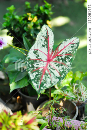 Caladium, Caladium Bicolor Vent or Caladium bicolor 130061471