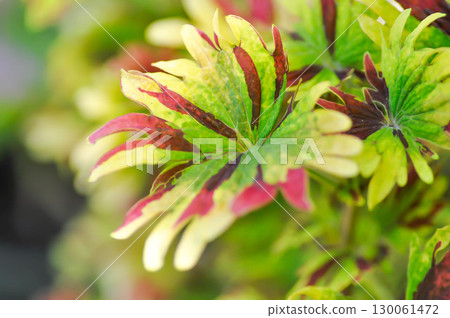 Coleus, Labiatae, Lamiaceae or Painted Nettle or Plectranthus scutellarioides or Solenostemon scutellarioides or bicolor plant Coleus, Labiatae, Lamiaceae or Painted Nettle or Plectranthus scutellarioides or Solenostemon scutellarioides or bicolor plant 130061472