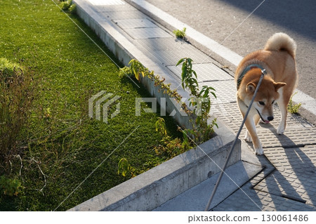 Shiba Dori轉過身來 130061486