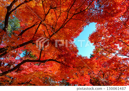 鮮紅的秋葉和心形的天空 鮮紅的秋葉和心形的天空 130061487