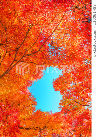 鮮紅的秋葉和心形的天空 130061488