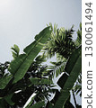 Real photo taken by hand tropical dark green leafy plant white sky horizon nature boho background 130061494