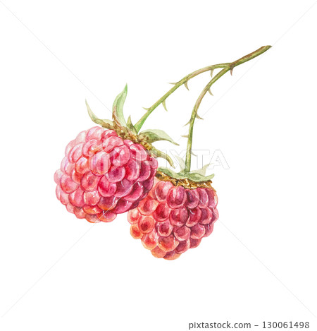 Raspberry watercolor. Ripe, fresh and bright red berries on a branch. Hand drawn illustration isolated. Botanical clip art for jam, drink and cosmetic label design. 130061498